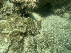 Actinostella bradleyi