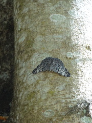 Hamadryas feronia farinulenta