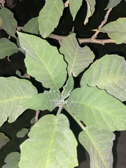 Brugmansia suaveolens