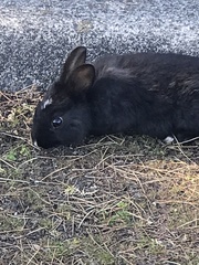 Oryctolagus cuniculus