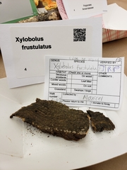 Xylobolus frustulatus image