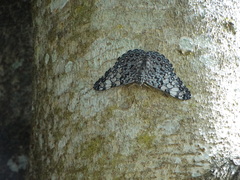Hamadryas feronia farinulenta