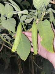Brugmansia suaveolens