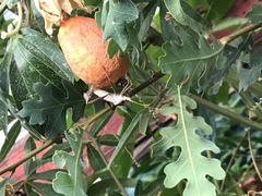 Leptoglossus zonatus