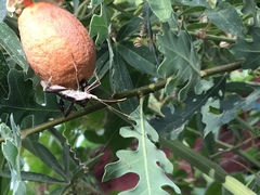 Leptoglossus zonatus