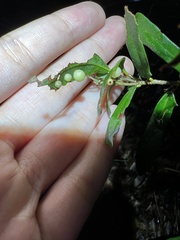 Belonocnema fossoria