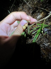 Belonocnema fossoria