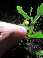 Belonocnema fossoria