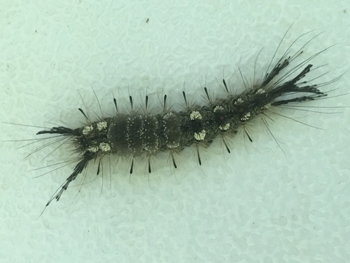 Northern Pine Tussock Moth photo 2