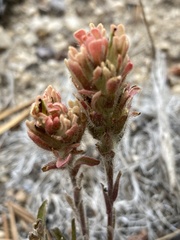 Castilleja praeterita