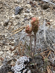 Castilleja praeterita