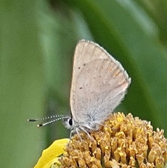 Tharsalea dorcas sangremar