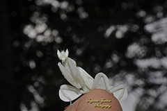 Hymenopus coronatus