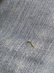 Lepidoptera