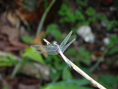 Cannaphila