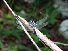 Cannaphila