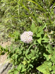 Spiraea hayatana