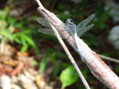 Cannaphila