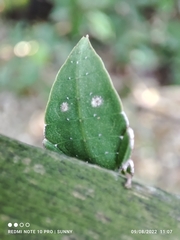 Cryptophyllium chrisangi
