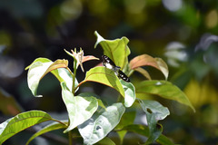Seseria affinis