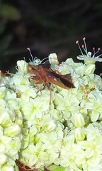 Phymata arctostaphylae