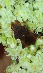 Phymata arctostaphylae