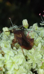 Phymata arctostaphylae