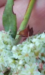 Phymata arctostaphylae