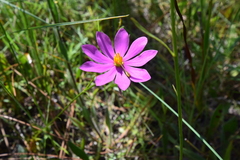 Sabatia gentianoides