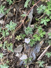 Geranium suzukii