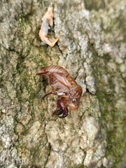 Hyalessa maculaticollis