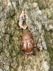 Hyalessa maculaticollis