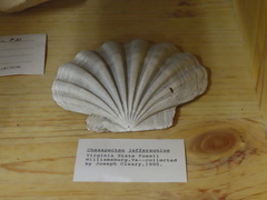 Chesapecten jeffersonius