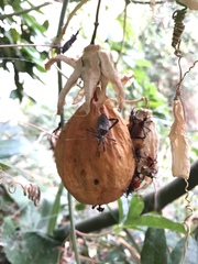 Leptoglossus zonatus