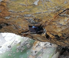 Copestylum mexicanum