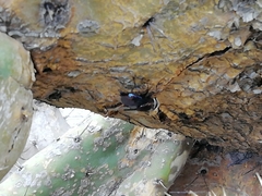 Copestylum mexicanum