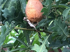 Leptoglossus zonatus