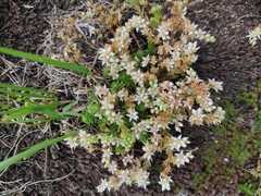 Sedum gracile