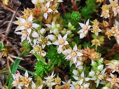Sedum gracile