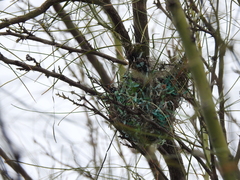 Campylorhynchus brunneicapillus