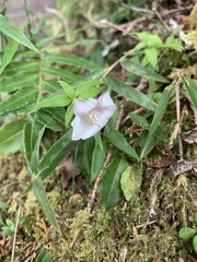Tripterospermum microphyllum