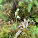 Goodyera maculata - Photo (c) navytony, algunos derechos reservados (CC BY-NC)