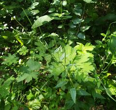 Epilobium pseudorubescens