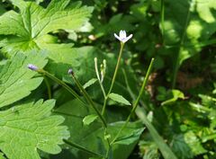 Epilobium pseudorubescens