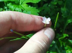 Epilobium pseudorubescens