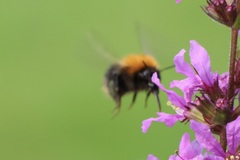 Bombus