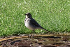 Motacilla alba