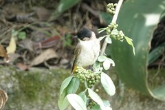 Pycnonotus xanthorrhous