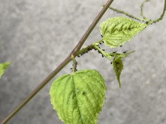 Aphis illinoisensis