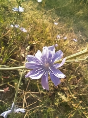 Cichorium pumilum